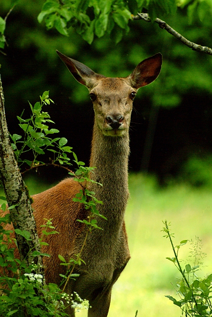 PASSIONE PER IL CERVO